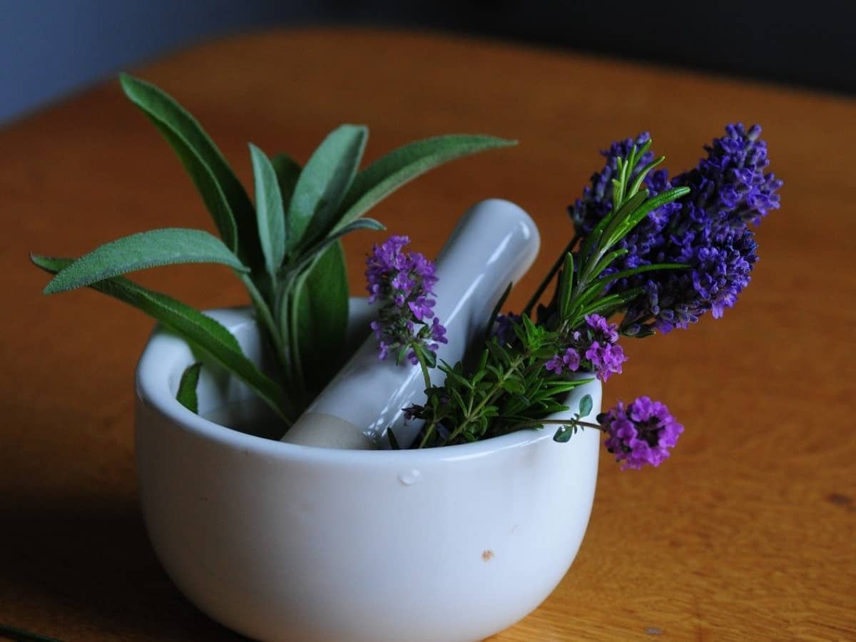 Lavender Benefits and Uses- लैवेंडर के फायदे, औषधीय गुण, लाभ और नुकसान